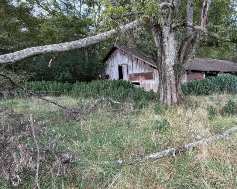 Old barn behind tall weeds and fallen limbs