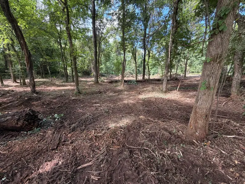 Wooded lot after forestry mulching with mature trees left standing